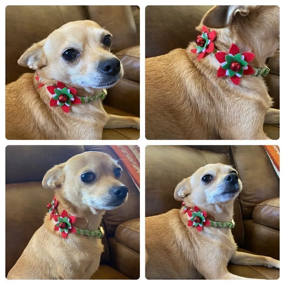 Fancy Christmas Poinsettia Collar